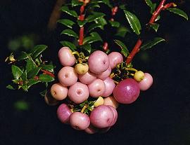   Infructescence:   Gaultheria mucronata ; Photo by Dick Culbert, flickr.com
